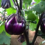 ナスフィレンツェ　Eggplant Firenze